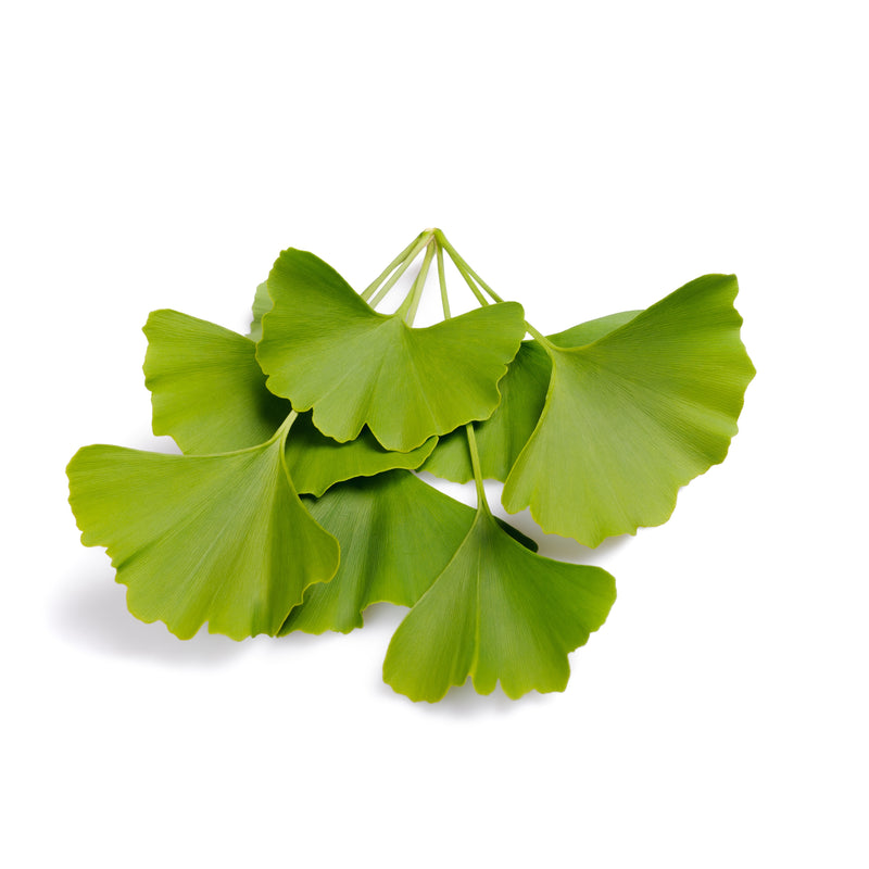 Ginkgo Biloba