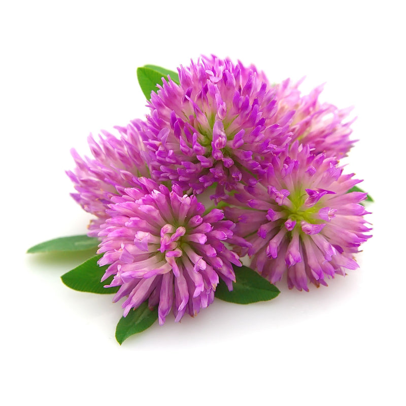 Milk Thistle